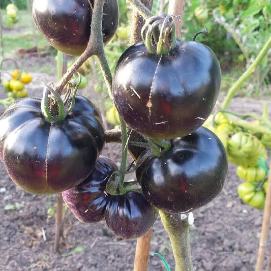 Tomato - Organic Black Russian