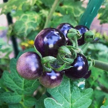Tomato - Organic Blue Berry