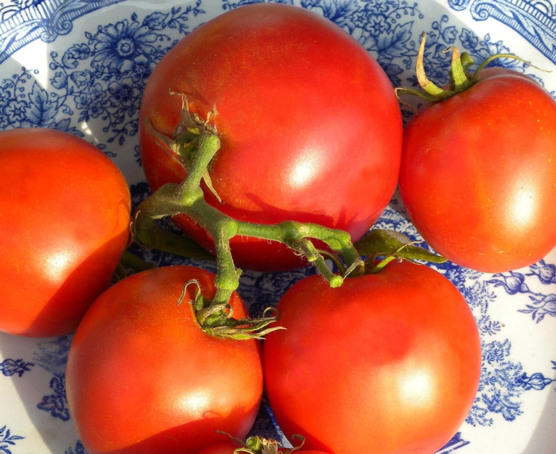 Tomato - Grosse Lisse