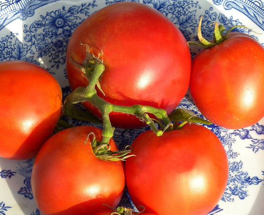 Tomato - Grosse Lisse