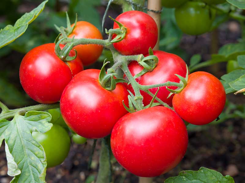 Tomato - Organic Money Maker