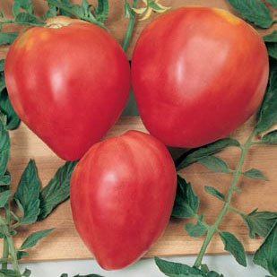 Tomato - Oxheart Red