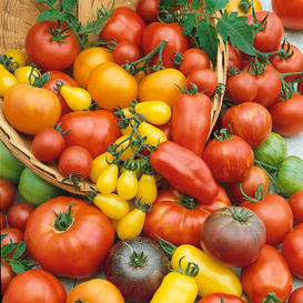 Tomato - Rainbow