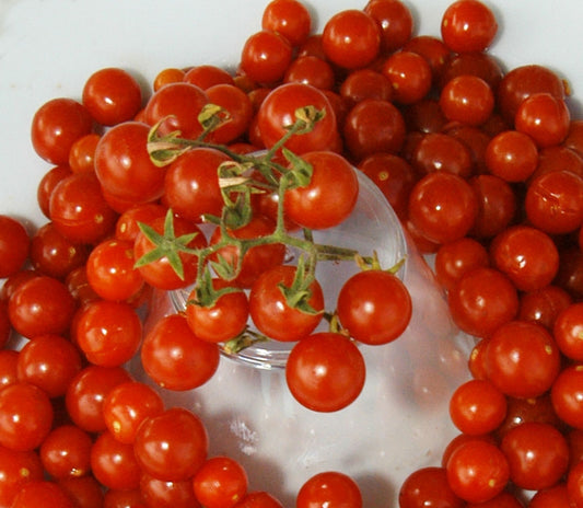 Tomato - Organic Red Currant