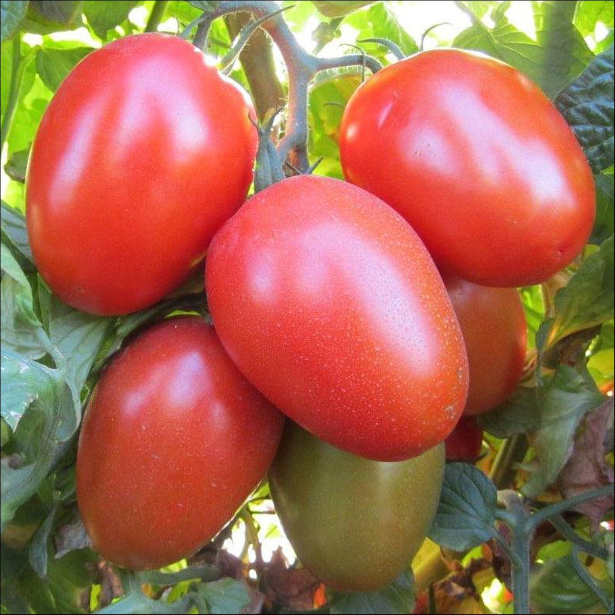 Tomato - Mixed