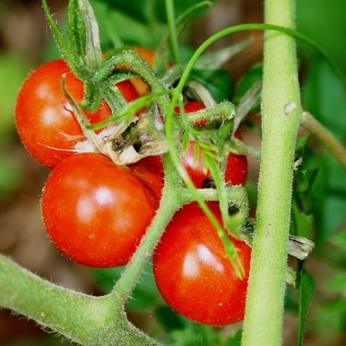Tomato - Organic Tommy Toe