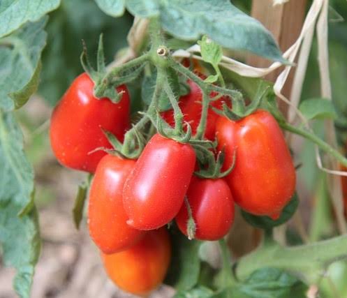 Tomato - Organic Roma