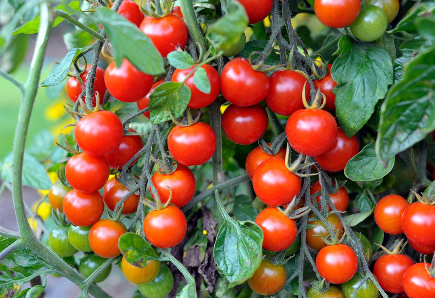 Tomato - Cherry