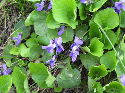 Viola Leaf - Glycetract