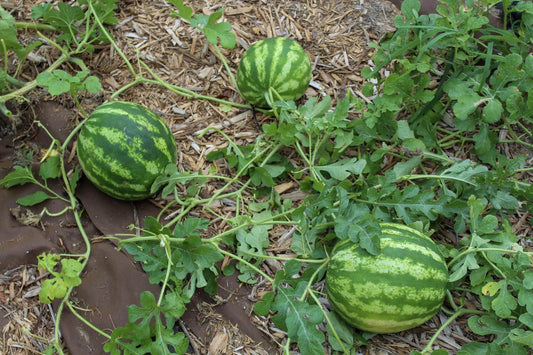 Watermelon - Crimson Sweet