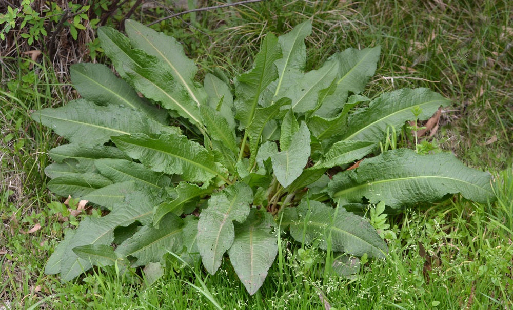 Yellow Dock Herbal Remedy
