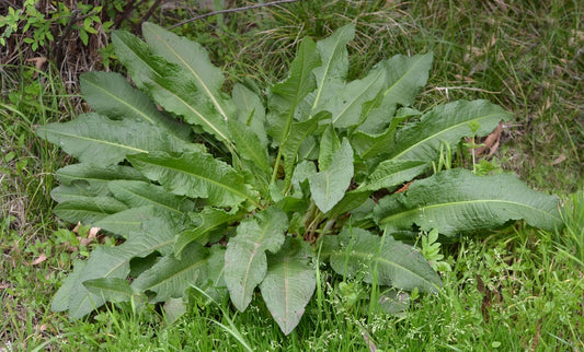 Yellow Dock Herbal Remedy