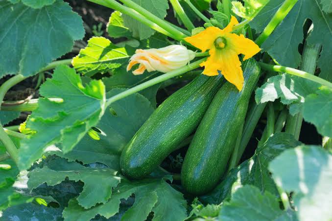 Zucchini - Organic Black Beauty