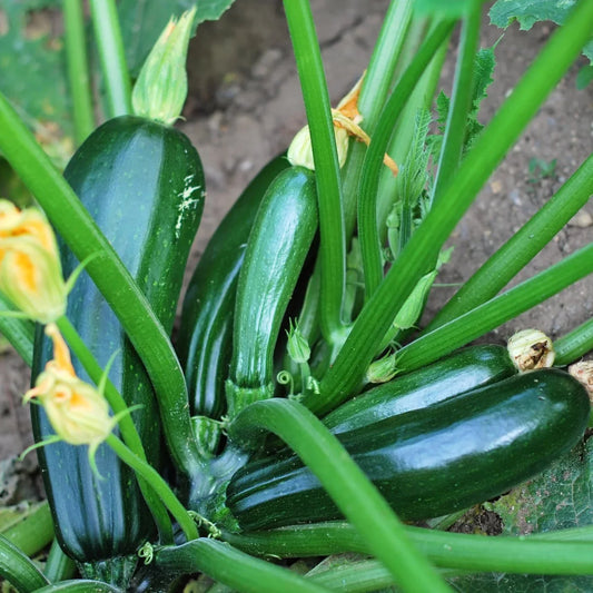 Zucchini - Black Beauty