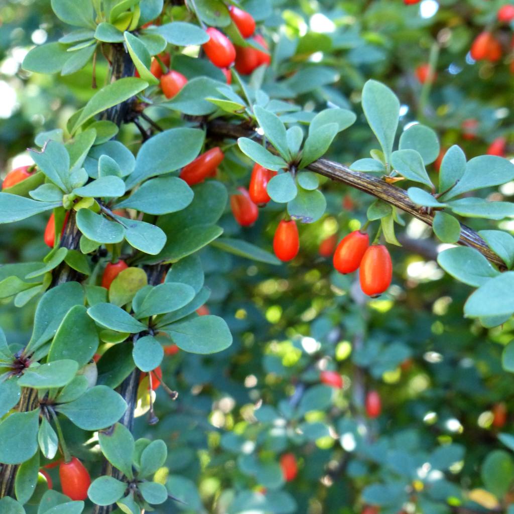 Barberry Herbal Remedy