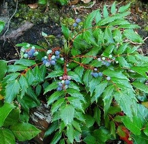 Oregon Grape Elixir