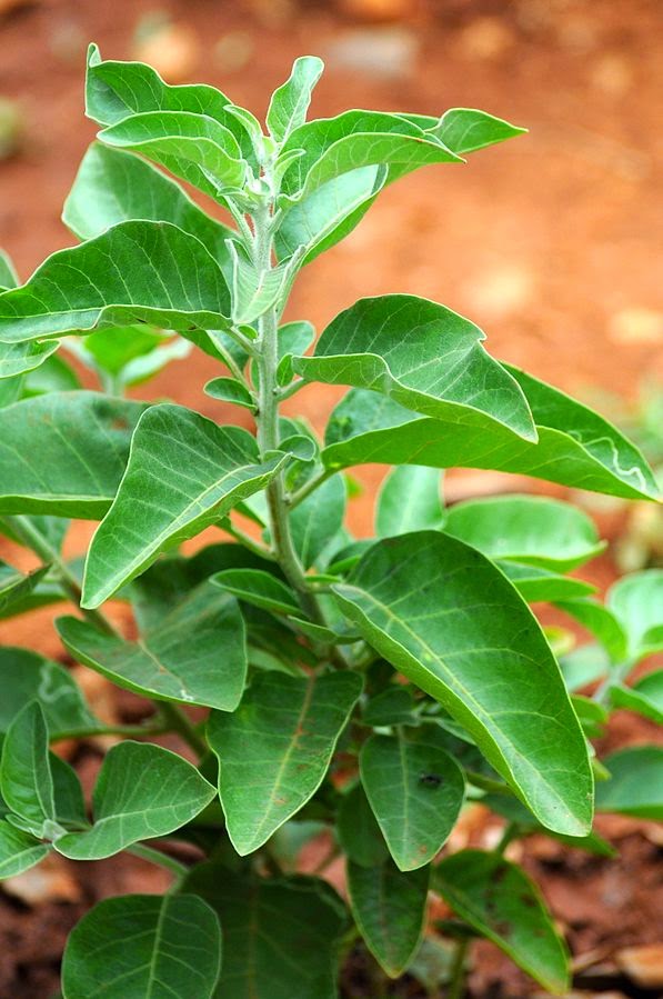 Ashwagandha - Certified Organic