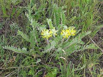 Astragalus - Certified Organic