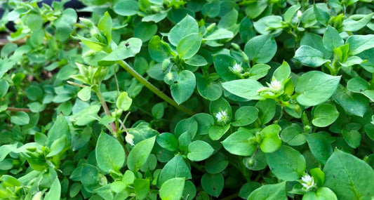 Chickweed - Certified Organic