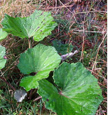 Coltsfoot - Certified Organic