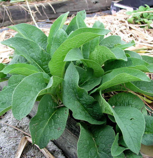 Comfrey Root - Certified Organic