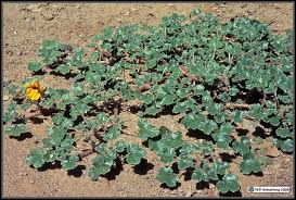 Devils Claw - Certified Organic