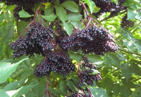Elderberries - Certified Organic