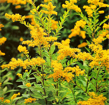 Golden Rod - Organic