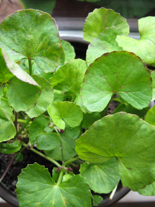 Gotu Kola - Certified Organic