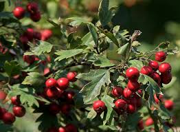 Hawthorn Berries - Certified Organic