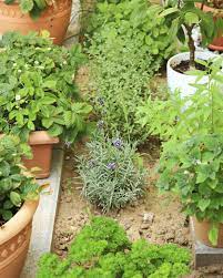 Design your own Medicinal Garden