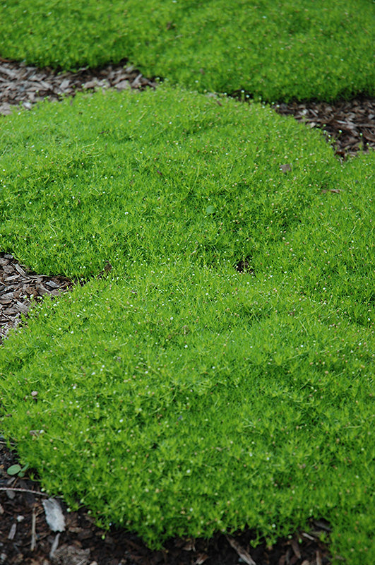Irish Moss - Certified Organic