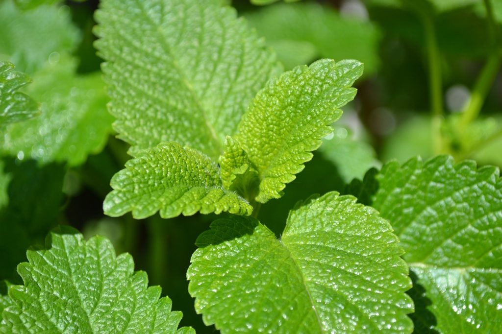 Lemon Balm - Certified Organic