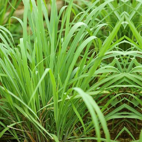 Lemon Grass - Certified Organic