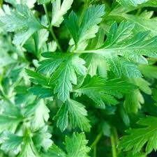 Parsley - Certified Organic