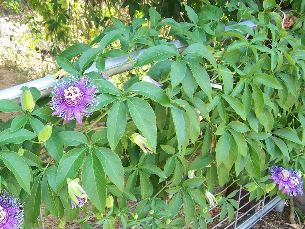 Passionflower - Certified Organic
