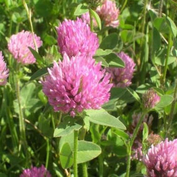 Red Clover - Certified Organic