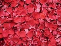 Rose Petal - Red Certified Organic