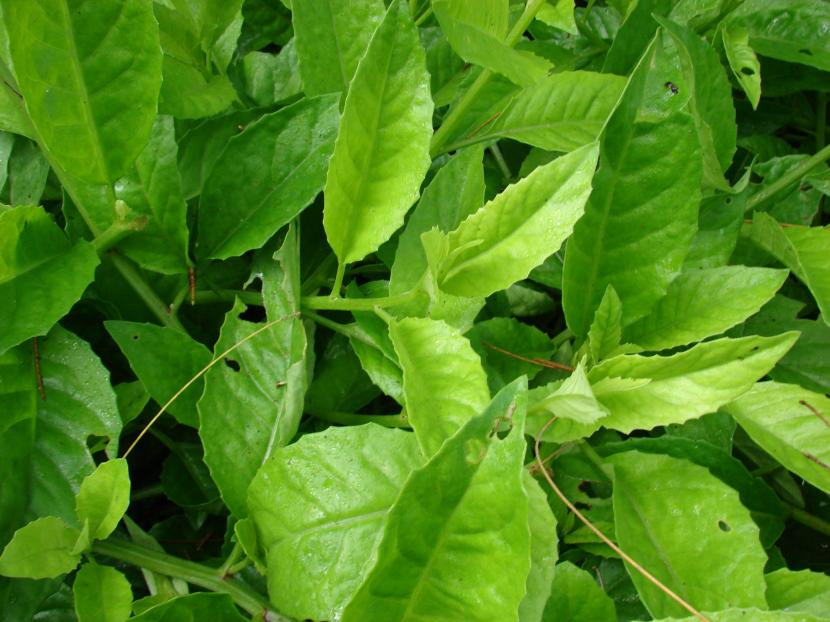 Sambung (Longevity Spinach) Glycetract