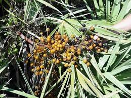 Saw Palmetto Berries