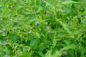 Skullcap - Certified organic