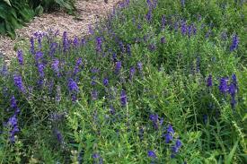 Baical Skullcap - Certified Organic