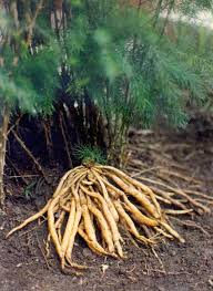 Shatavari Root - Certified Organic