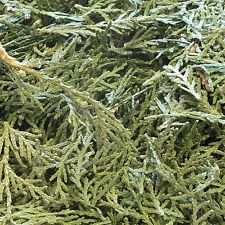 Thuja - Certified Organic