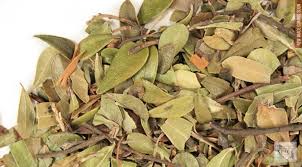 Uva Ursi - Certified Organic