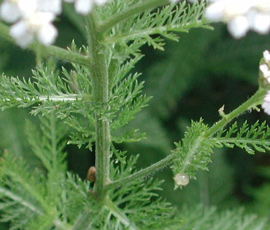 Yarrow - Certified Organic