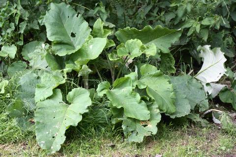 Burdock Root - Certified Organic