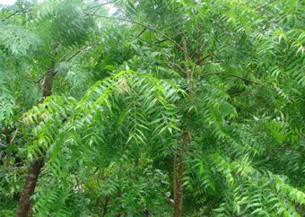 Neem Leaf - Certified Organic